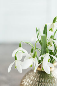 Stockfoto Fotografie Schneeglöckchen Stilfokus Dekoration Background